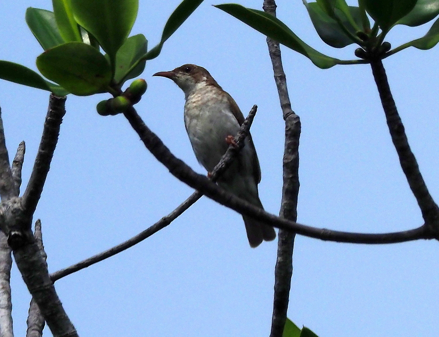 image Brown-backed Honeyeater